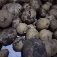 سیب زمینی درجه یک|خوردنی و آشامیدنی|جوانرود, |دیوار