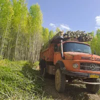 خرید وفروش چوب فروش انواع تخته ایرانی.تخته بنایی|خدمات باغبانی و درختکاری|شهرکرد, |دیوار