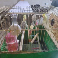 عروس هلندی جفت