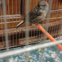 قناری کلاستر