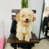 توی پودل ماده