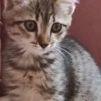 گربه واگذاری رایگان