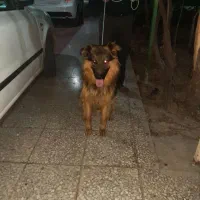 سگ ژرمن