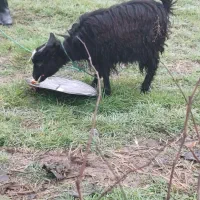 فروش|حیوانات مزرعه|سنگر, |دیوار