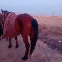 مادیون|اسب و تجهیزات اسب‌سواری|نیشابور, ناسیونال|دیوار