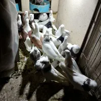 کبوتر طوقی همه رنگ