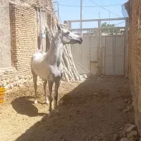 فروش کره مادیان