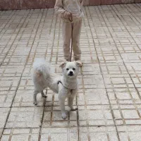 واگذاری سگ خانگی