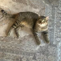 واگذاری گربه دوساله