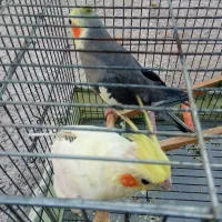 عروس هلندی