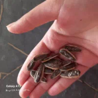 تخمه امسالی فروشی خام وتفت داده فریمان|خوردنی و آشامیدنی|فریمان, |دیوار