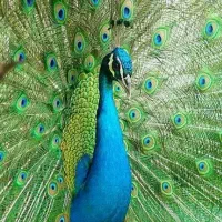 فروش یک جفت طاووس مولد مصری بلک شولدر