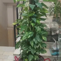 گل طبیعی پطوس|گل و گیاه طبیعی|تهران, مهرآباد جنوبی|دیوار