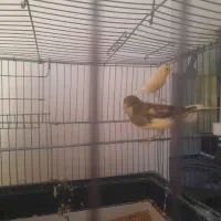 جفت قناری تخم گذار|پرنده|سردشت, |دیوار