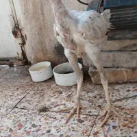 جوجه لاری|حیوانات مزرعه|اهواز, منبع اب|دیوار