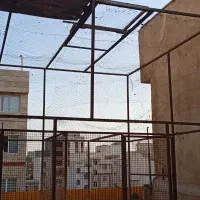 کبوتر|پرنده|تهران, مظاهری|دیوار