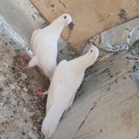 کفتر  فروشی