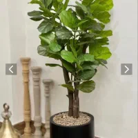 فروش درختچه وارداتی نقد و اقساط بدون سود