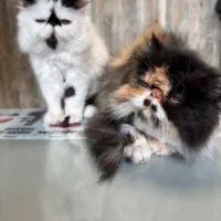 فروش دو پرشین کت سوپر فلت واکسینه