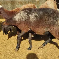 میش|حیوانات مزرعه|محمدشهر, جعفرآباد|دیوار