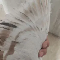 کبوتر|پرنده|سبزوار, پامنار|دیوار