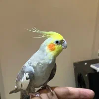 عروس هلندی نر ۱/۵ ساله مست رام رام