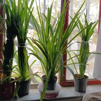 گل گندمی زیبا|گل و گیاه طبیعی|طرقبه, |دیوار