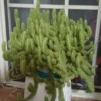 کاکتوس