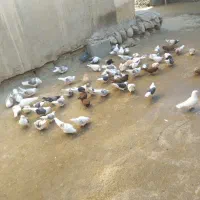 100عدد کبوتر|پرنده|زاغه, |دیوار