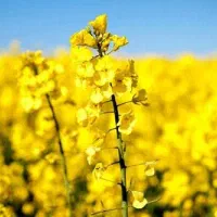 بذر کاملینا یا کاملیا