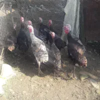 مرغ وبوقلمون