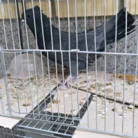 غلاق دوبحر درجه یک معاوضه با پرنده زینتی