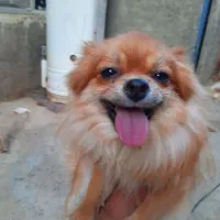 سگ پامراصل