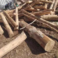 خریدار چوب و تنه درخت