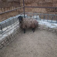 گوسفند زنده