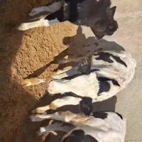 ۶راس گوساله نر درجه ۱ گاو