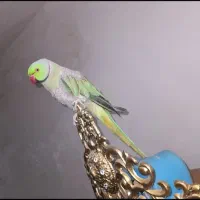 طوطی ملنگو|پرنده|یاسوج, |دیوار