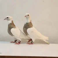 کبوترطوقی کلفه