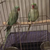 طوطی|پرنده|تهران, نصرت|دیوار