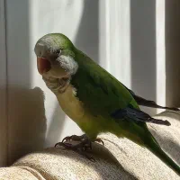 طوطی راهب کاملا سالم وفول دستی جنسیت نر