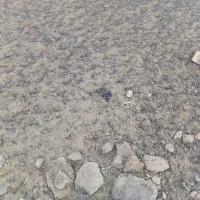 کودگوسفندی|خدمات باغبانی و درختکاری|کرج, شهر صنعتی|دیوار