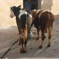 گوساله سیمتال