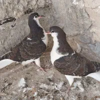جوجه چپ با خوشرنگ