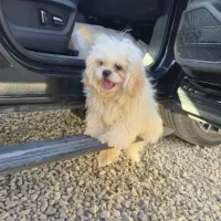 توله خانگی|سگ|سلفچگان, |دیوار