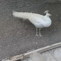 فروش طاووس|پرنده|مبارکه, |دیوار