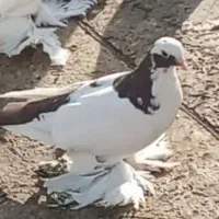 فیلی گوروخ ماده