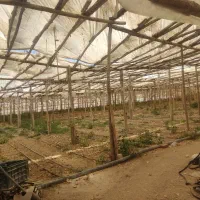 گلخانه چوبی