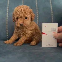 تاینی و توی‌ فرفری اصیل تضمینی رد