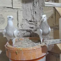 کفتر طوقی دو جفت