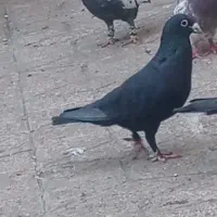 کفتر کرمونی|پرنده|مشهد, کارمندان دوم|دیوار